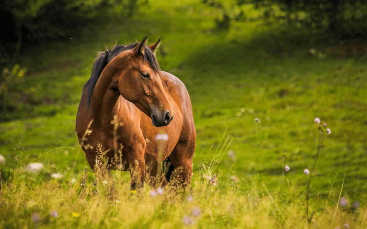 Spring Into Action: Preparing Your Horse Property for the Season